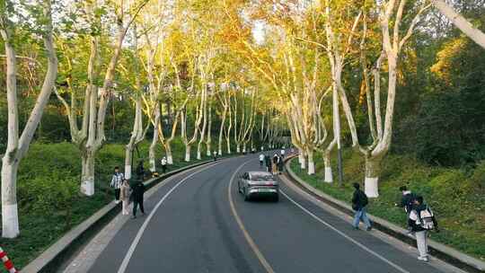 南京秋天 梧桐大道 陵园路