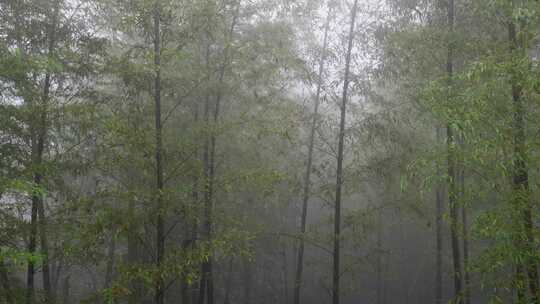 下雨天茂密的竹林枝叶繁茂生机勃勃的景象