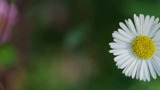 花园里的雏菊花