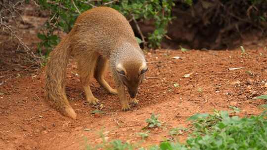 毛茸茸的小猫鼬在红色泥土中挖掘，特写视频素材模板下载