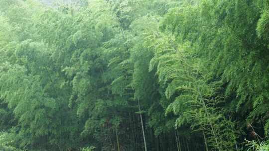 下雨天竹林景观特写，竹节挺拔竹叶繁茂