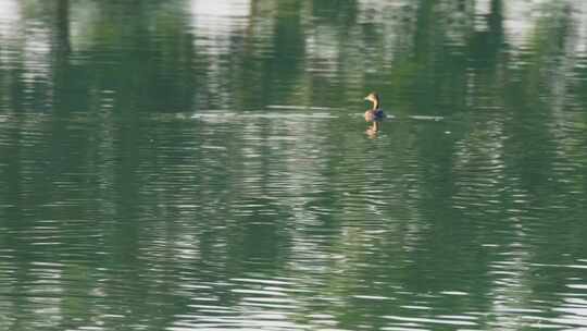 一只在河流中游泳的鸭子