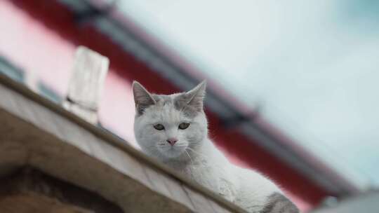 屋顶上白色小猫咪