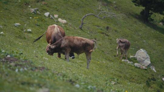 新疆草原天然牧场牛群