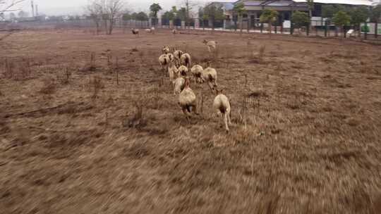 岳阳洞庭湖野生麋鹿野生动物