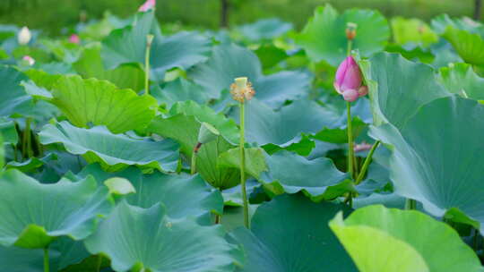 公园荷花池 荷花 荷叶 荷塘