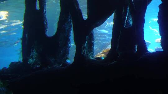 海底神秘深海世界海洋生物视频素材模板下载