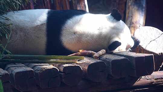 大熊猫 一级保护动物 野生动物