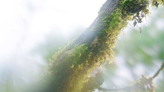 苔藓 自然生态环境 原始丛林   潮湿苔藓