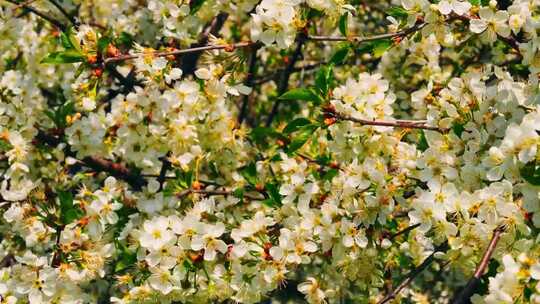 春暖花开踏青时节桃花樱花高清素材