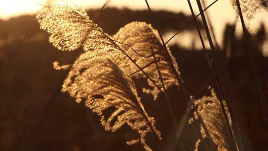 在夕阳照射的芦苇毛草草从