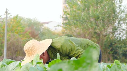 红菜苔产地