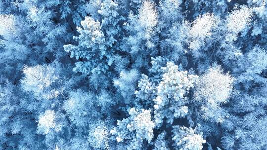 北方冬季雪景雪花飘落雾凇雪松雪林