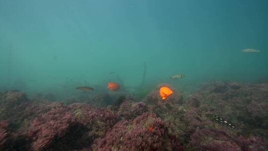 海底海草鱼类海洋生物视频素材模板下载