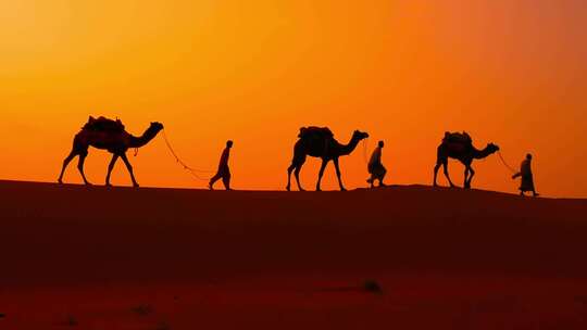 夕阳骆驼队伍在沙漠行走-远景