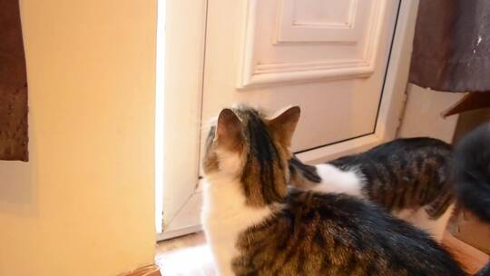 猫在一扇开着的门前打盹视频素材模板下载