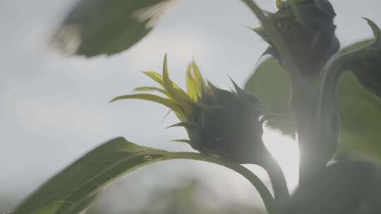 向日葵种植地视频素材模板下载