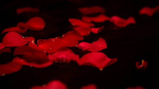 水中散落的玫瑰花瓣视频素材模板下载