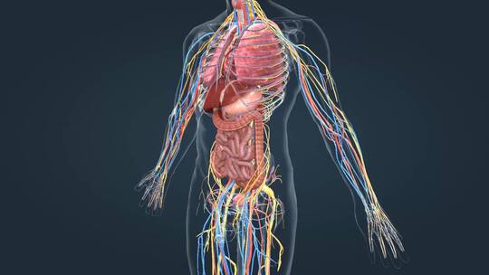 医学三维动画消化系统十二指肠3D医疗动画