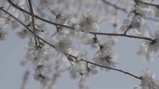 春天开花 梨花