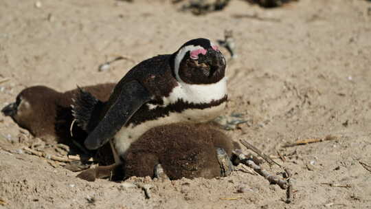 巨石海滩上的非洲企鹅家庭