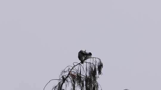 黑翅鸢枝头清理羽毛的特写镜头