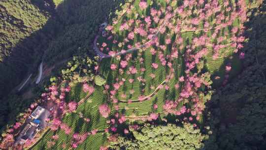 云南大理无量山樱花谷日出冬樱花和茶园航拍