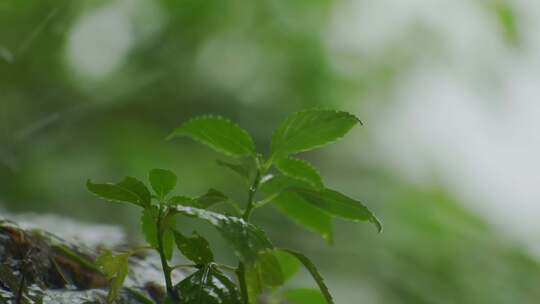 雨后嫩绿植物特写