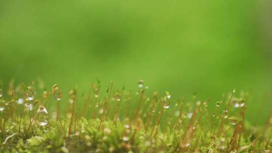 微距苔藓青苔雨滴水滴水珠