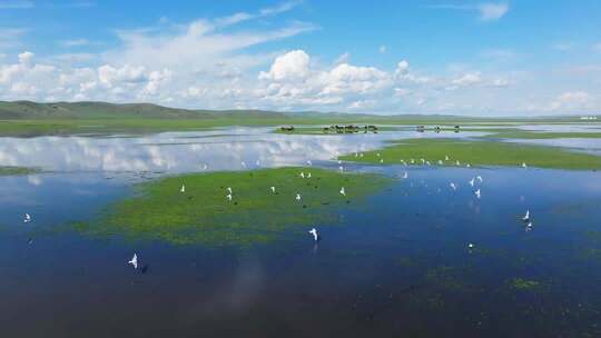 草原湿地飞鸟全景