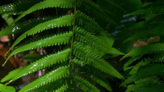 雨滴阳光绿植森林蕨类植物