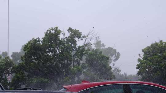 台风狂风暴雨下摇摆的行道树高清在线视频素材下载