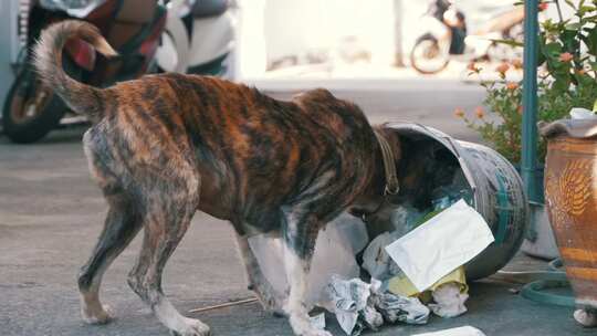 无家可归的瘦和饥饿的狗在街上的垃圾桶里翻视频素材模板下载