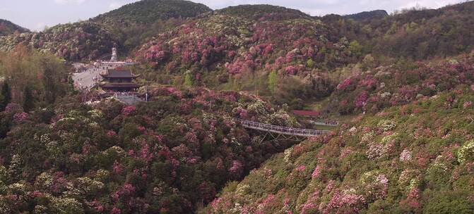 毕节百里杜鹃