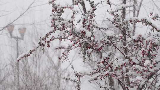 唯美红豆雪景路灯飘雪下雪温暖治愈空镜实拍