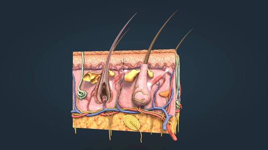皮肤 皮下组织 皮下层