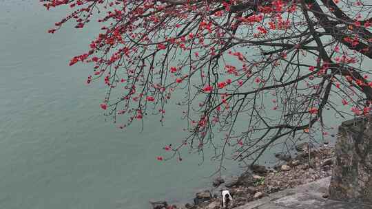 中国广东省佛山市平胜大桥木棉花