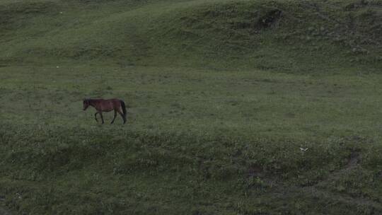 高原上的一匹野马
