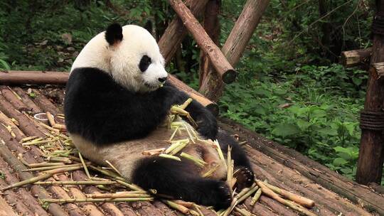 大熊猫吃竹子视频素材模板下载