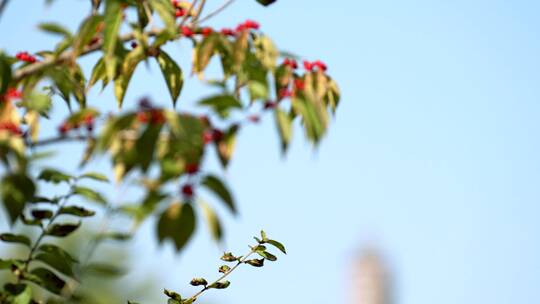 4K升格实拍北京秋天树上的红果和玉泉山的塔视频素材模板下载