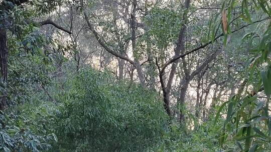 茂密丛林树木繁茂的自然景象