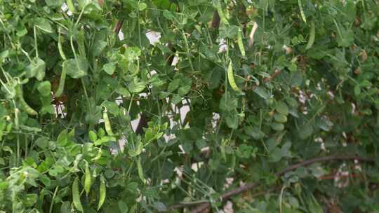 豌豆豆子种植生长