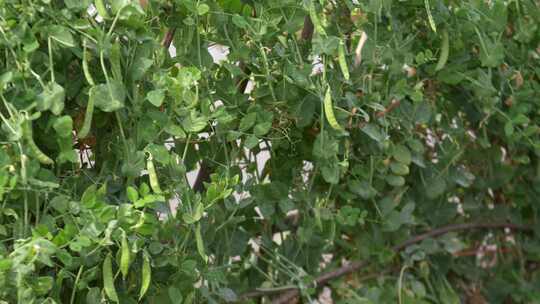 豌豆豆子种植生长视频素材模板下载