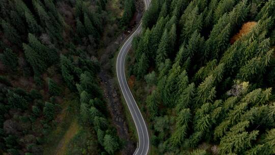 航拍公路穿过云杉林景观