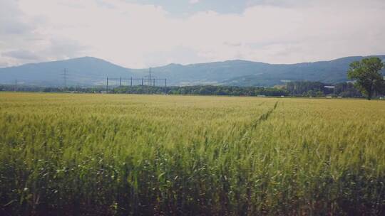 原野玉米地窗外的田园风景