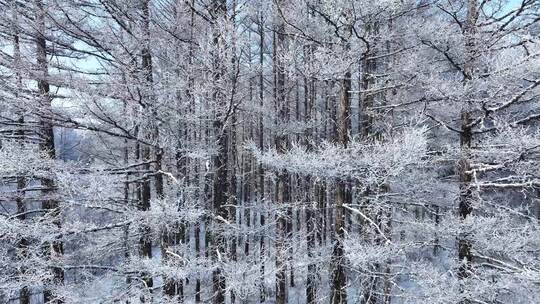 寒冬松林雪景松树林雪林雪松松枝挂雪