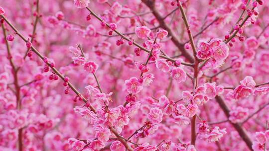 梅花腊梅红梅花朵红花花卉花瓣特写