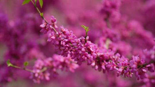 4K花草植物素材——紫荆花（满条红）