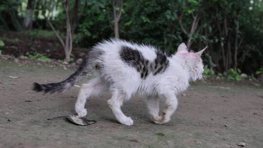 野外流浪猫奔跑慢动作素材
