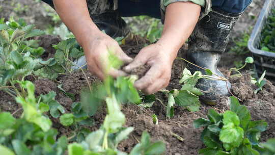 农民田间劳动种植蔬菜蔬菜大棚里的蔬菜